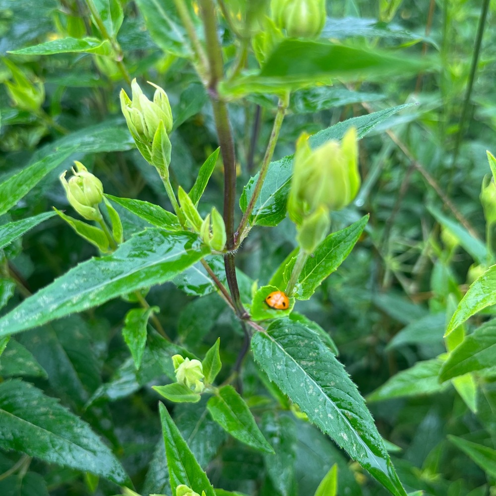 Meet your Posher, Elena.